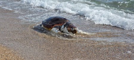 tortue caretta caretta sur la plage morte en preveza grec 