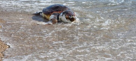 tortuga caretta caretta en la playa muerto en preveza greece 