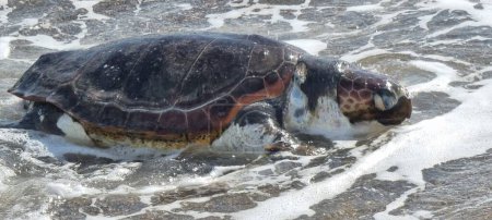 tortue caretta caretta sur la plage morte en preveza grec 