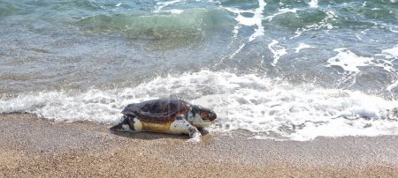 turtle caretta caretta on the beach dead in preveza greece 