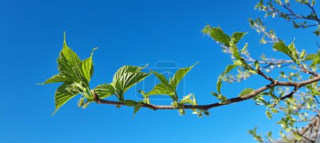 twing green fresh  leaf one of mulberry tree in spring season isolated for background  