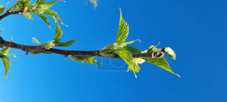 twing green fresh  leaf one of mulberry tree in spring season isolated for background  