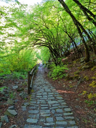 Photo for Tunnel through green trees in spirng in ioannina perfecture iliochori village path to waterfalls greee in spring season - Royalty Free Image