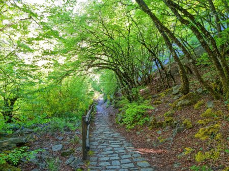 tunnel à travers les arbres verts en spirale dans ioannina perfecture iliochori chemin du village à la cascade greee au printemps saison