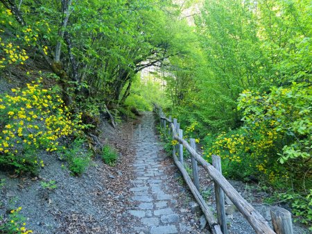 Tunnel durch grüne Bäume in spirng in Ioannina Perfektion iliochori Dorf Pfad zu Wasserfällen im Frühling grün
