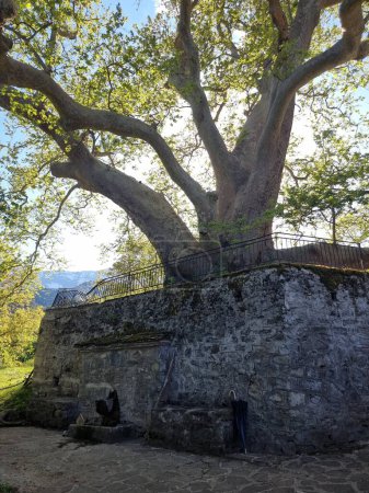 cascades arbres en ioannina perfecture iliochori village grec printemps saison