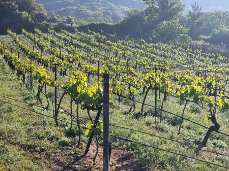 Weinbergspflanzen am Morgen in Griechenland grüne Blätter und Pflanzen in Reihen Weintrauben