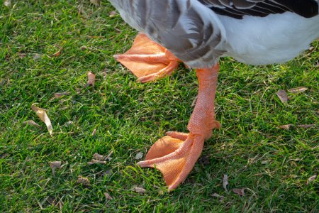 Téléchargez les photos : Des bancs d'oies. Oies grises domestiques sauvages avec bec orange et pattes orange. Photo de haute qualité - en image libre de droit