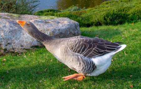 Photo for Wild domestic grey geese with orange beak and orange legs . High quality photo - Royalty Free Image