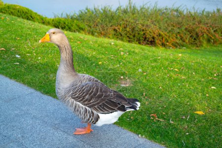 Photo for Wild domestic grey geese with orange beak and orange legs . High quality photo - Royalty Free Image