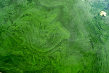 Ola verde agua sucia, algas sucias. Mar sucio, problema ambiental de contaminación ambiental. Algas tóxicas en descomposición. Tragedia ecológica. Foto de alta calidad