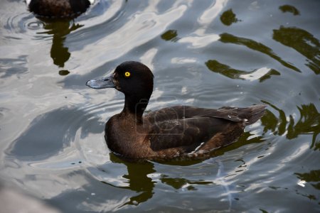 Foto de Primer plano de un precioso pato negro con ojos amarillos flotando en la superficie del agua. - Imagen libre de derechos