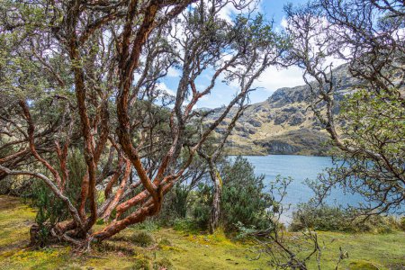 Foto de Árbol de polilepis o árbol de papel en la costa del lago Toreadora en el Parque Nacional El Cajas, Altiplano Andino, provincia de Azuay, Ecuador
. - Imagen libre de derechos