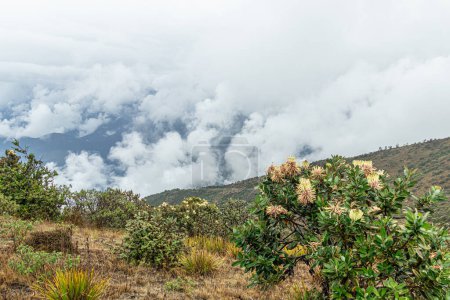 Foto de Paisaje montañoso andino en un día nublado cerca de Molleturo (provincia de Azuay) en Ecuador. Oreocallis grandiflora (Cucharilla, Gail) arbusto con flores a 3000 m sobre el nivel del mar. - Imagen libre de derechos