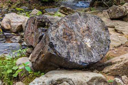 Téléchargez les photos : L'arbre pétrifié du genre Araucarioxylon (la famille des araucaria, qui normalement ne se fossilise pas) dans la forêt pétrifiée de Puyango. Les pierres ont entre 65 et 100 millions d'années. Équateur - en image libre de droit