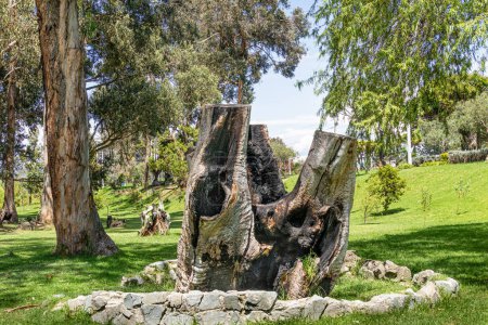 Huge old eucalyptus tree trunk in the park. Ecuador