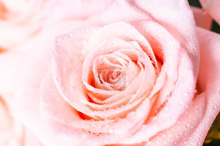 Foto de Rosa flor de rosa. Primer plano, imagen macro. Flor fresca con gotas. - Imagen libre de derechos