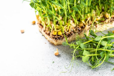 Photo for Green pea microgreens. Healthy dietary food. Close up. - Royalty Free Image