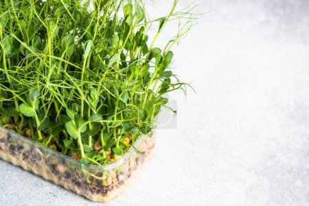 Photo for Micro greens in container. Green pea microgreens. Modern dietary food supplement. - Royalty Free Image