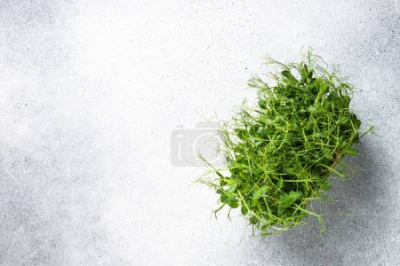 Photo for Micro greens, green pea sprouts. Healthy dietary food, vegan food, natural growing. Top view image. - Royalty Free Image