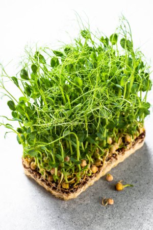 Photo for Micro greens in container. Green pea microgreens. Modern dietary food supplement. - Royalty Free Image