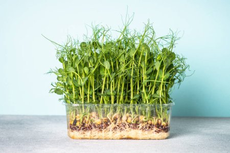 Photo for Micro greens, natural healthy food.. Green pea microgreens. Modern dietary food supplement. - Royalty Free Image