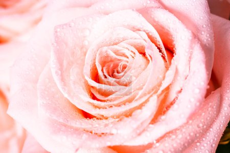 Photo for Pink rose flower. Close up, macro picture.Fresh flower with drops. - Royalty Free Image