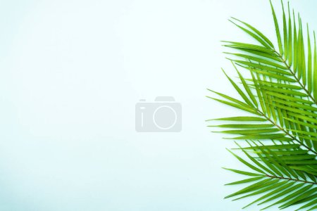 Téléchargez les photos : Feuilles de palmier sur fond bleu. Pose plate avec espace de copie. - en image libre de droit