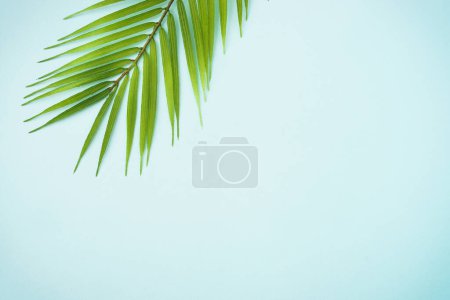 Téléchargez les photos : Feuilles de palmier sur fond bleu. Pose plate avec espace de copie. - en image libre de droit