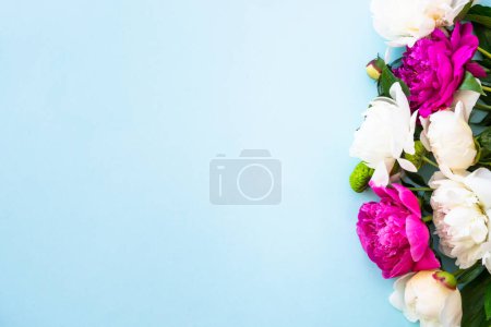 Photo for Peony flowers, white and pink on blue background. Greeting card. - Royalty Free Image