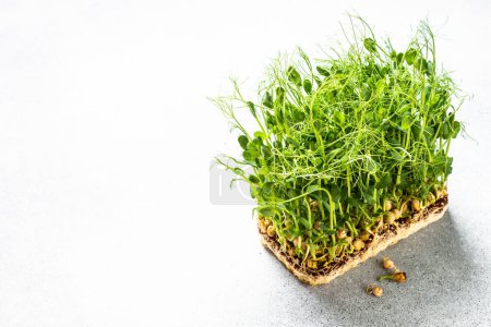 Photo for Micro greens, natural healthy food.. Green pea microgreens. Close up. - Royalty Free Image