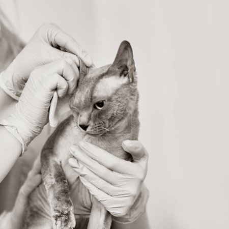 Photo pour Femme médecin vétérinaire nettoyage spynx oreilles dans la clinique vétérinaire - image libre de droit