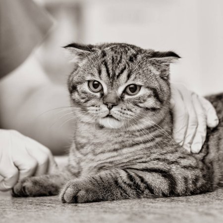 Téléchargez les photos : Gros plan de vétérinaire mains toilettage écossais plier chats cheveux - en image libre de droit