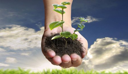 Téléchargez les photos : Les mains humaines tenant germer jeune plant.environment Jour de la Terre Dans les mains des arbres poussant des semis - en image libre de droit