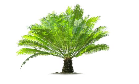 Photo for Palm trees with the word palm on the bottom. Palm trees Isolated tree on white background - Royalty Free Image
