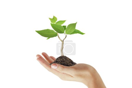 Foto de Las manos humanas sosteniendo brotar planta jóven.ambiente Día de la Tierra En las manos de los árboles que crecen plántulas - Imagen libre de derechos