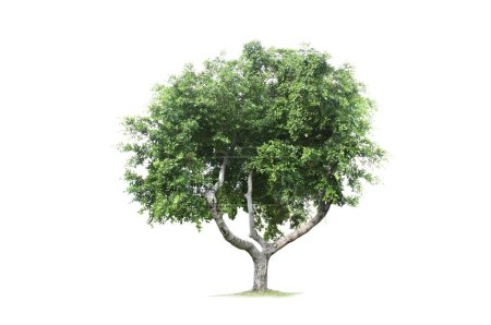 Photo for Trees Isolated tree on a white background - Royalty Free Image