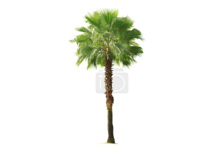 Téléchargez les photos : Palmiers avec le mot palmier sur le fond. Palmiers Arbre isolé sur fond blanc - en image libre de droit