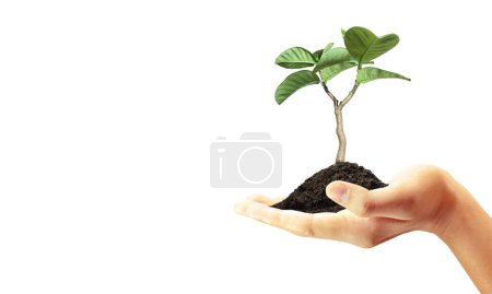 Photo for Green plant in a hand, and business growth - Royalty Free Image