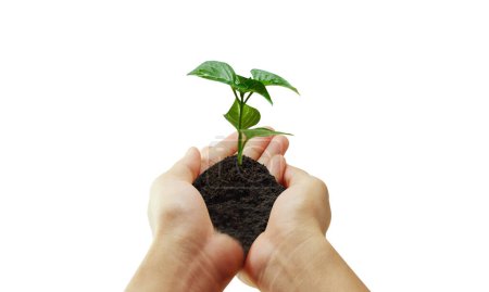 Foto de Planta verde en una mano, y crecimiento del negocio - Imagen libre de derechos