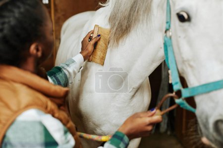 Photo for Close up of young woman grooming white horse in stables using soft brush - Royalty Free Image