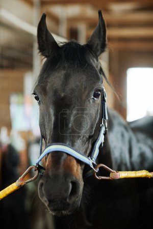 Téléchargez les photos : Portrait vertical de magnifique cheval brun regardant la caméra dans les écuries, vivant à la campagne - en image libre de droit
