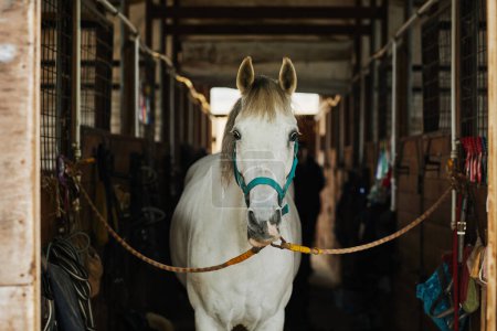 Foto de Retrato de vista frontal de caballo blanco en establos mirando a la cámara, vida de campo, espacio de copia - Imagen libre de derechos