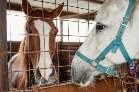 Téléchargez les photos : Gros plan de deux beaux chevaux dans les écuries communiquant à travers le filet, espace de copie - en image libre de droit
