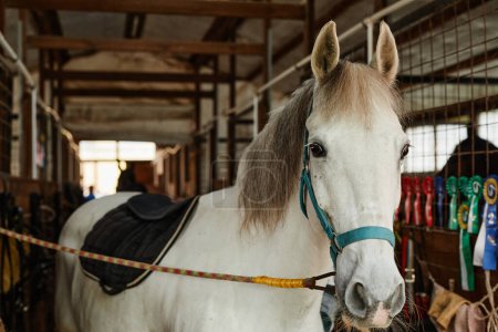 Téléchargez les photos : Portrait de beau cheval blanc dans les écuries regardant la caméra avec des récompenses en arrière-plan, espace de copie - en image libre de droit
