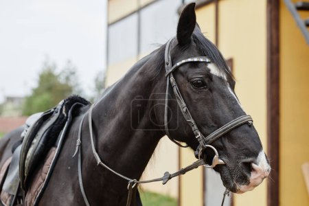 Téléchargez les photos : Portrait latéral d'un bel étalon noir portant des vêtements à l'extérieur au ranch de chevaux, espace de copie - en image libre de droit