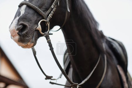 Photo for Close up portrait of beautiful dark stallion wearing bridle and gear outdoors at horse ranch, copy space - Royalty Free Image