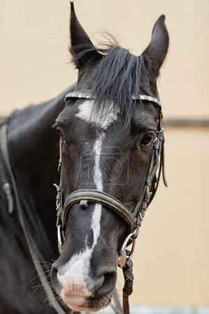 Téléchargez les photos : Portrait vertical de beau cheval brun avec des marques blanches regardant loin à l'extérieur à l'arène d'équitation - en image libre de droit