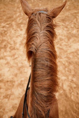 Foto de Vista superior vertical del caballo con enfoque en lúcidos jinetes melena POV - Imagen libre de derechos