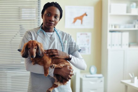 Photo for Waist up portrait of female veterinarian holding dog dachshund and looking at camera in vet clinic, copy space - Royalty Free Image